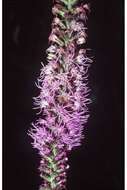 Image of prairie blazing star