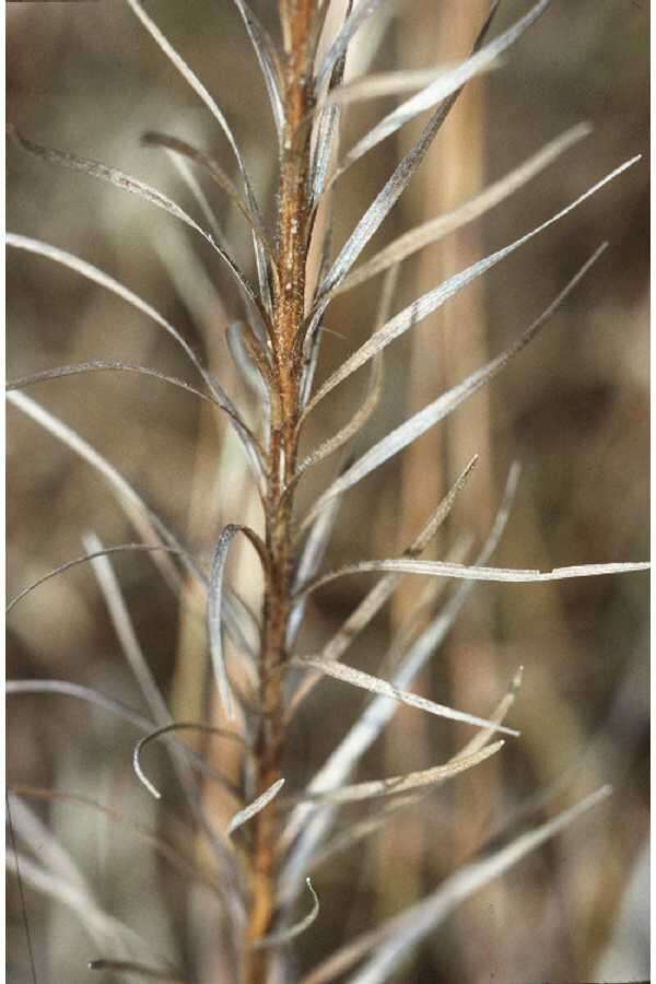 Image of prairie blazing star