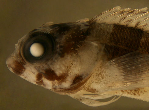 Image of <i>Labrisomus gobio</i>