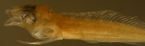 Image of Rosy Blenny