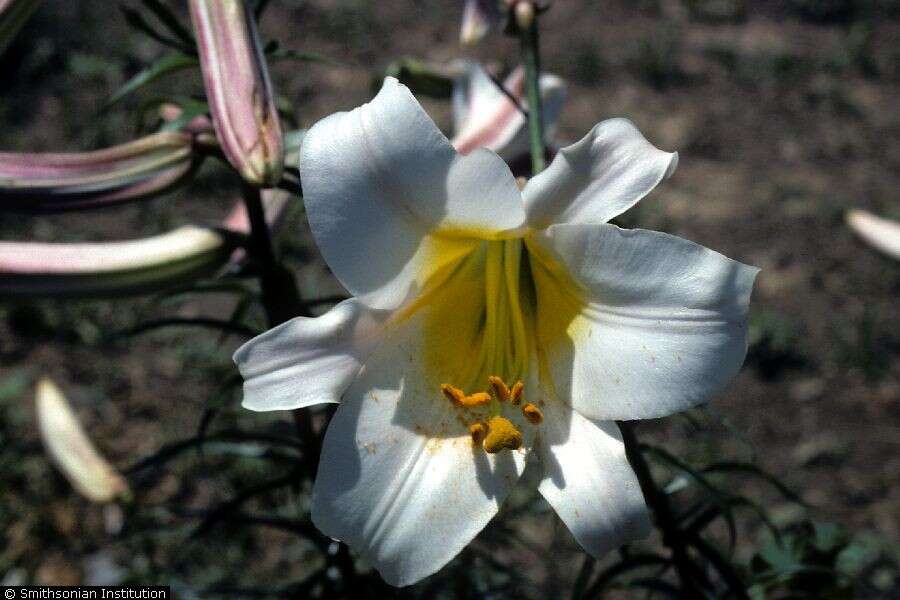 Imagem de Lilium regale E. H. Wilson