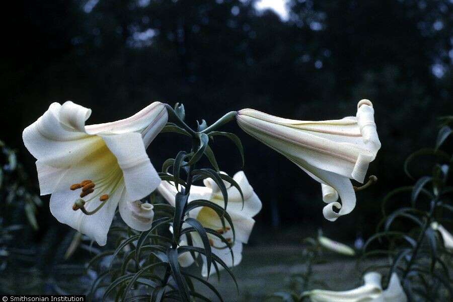 Imagem de Lilium regale E. H. Wilson