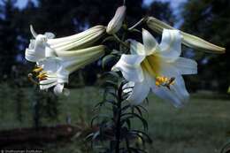 Imagem de Lilium regale E. H. Wilson