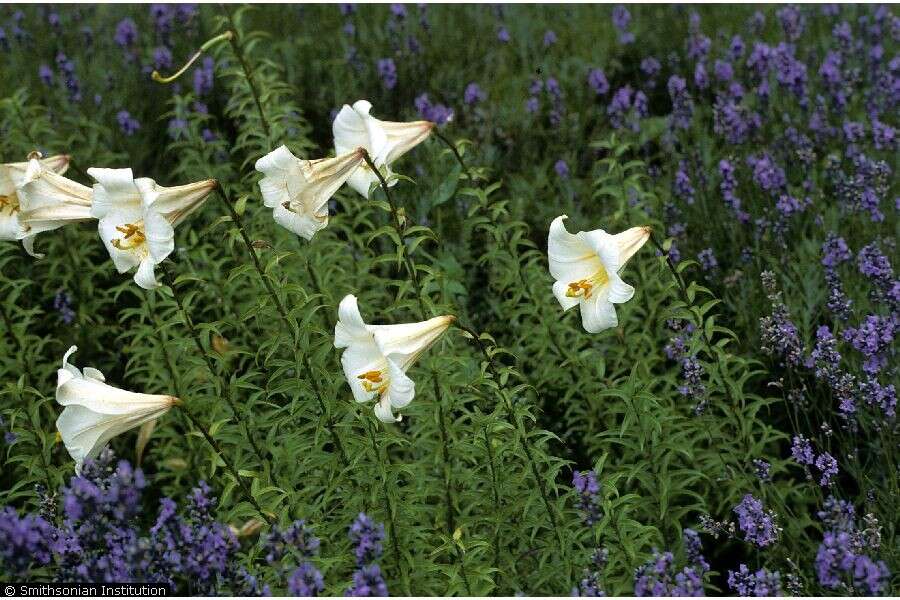 Imagem de Lilium regale E. H. Wilson