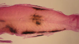 Image of Frillfin Goby