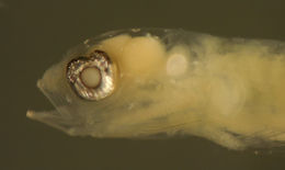 Image de Ctenogobius saepepallens (Gilbert & Randall 1968)