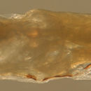 Image of Seminole goby