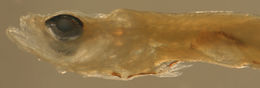 Image of Seminole goby