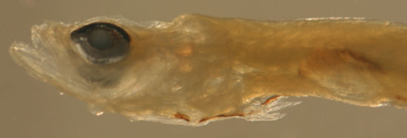 Image of Seminole goby