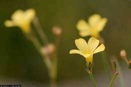 Image of rock flax