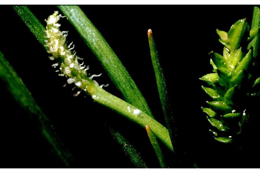 Image of Flowering-Quillwort