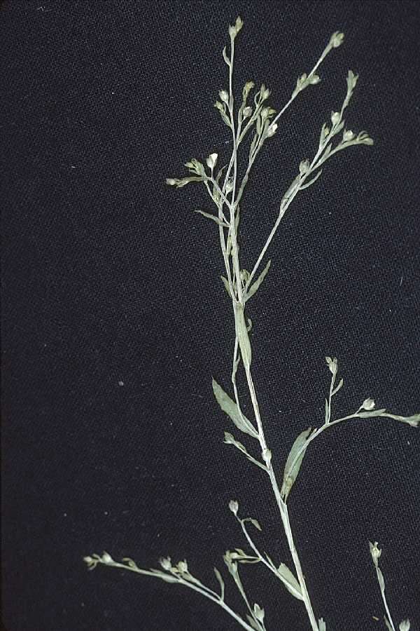 Image of Ridged Yellow Flax