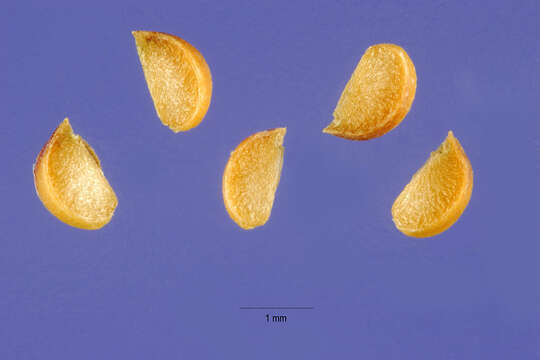 Image of Ridged Yellow Flax