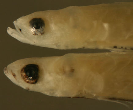 Eleotris amblyopsis (Cope 1871) resmi