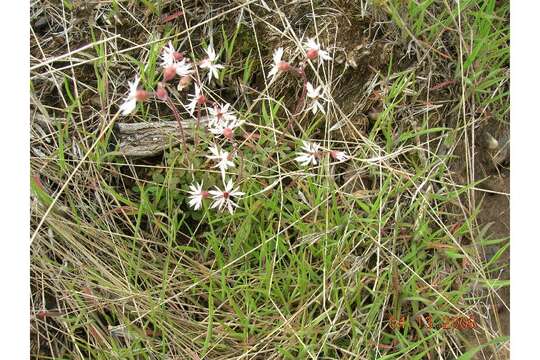 Image of woodland stars