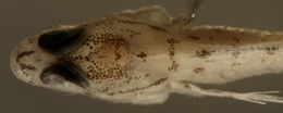Imagem de Coryphopterus glaucofraenum Gill 1863