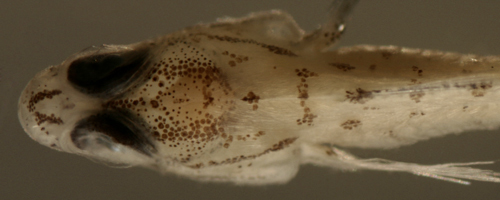 Image of Bridled Goby