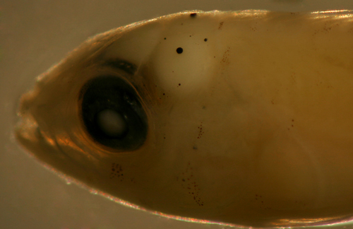 Image of Imitator Blenny