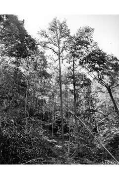 Image of Tulip tree