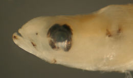 Image of Large-scaled spinycheek sleeper