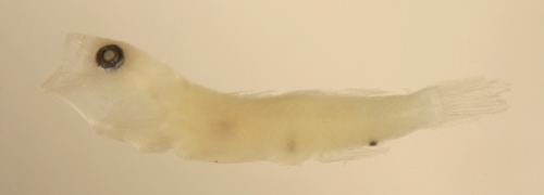 Image of <i>Psilotris batrachodes</i>