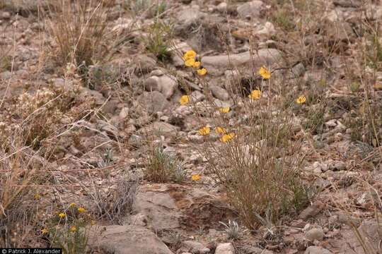 Image of Chihuahuan flax