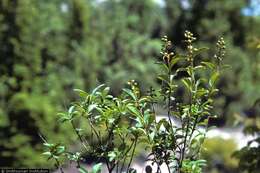 Image of European privet