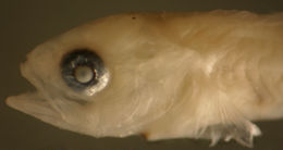 Image of Dusky Jawfish