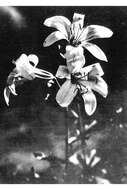 Image of Washington lily