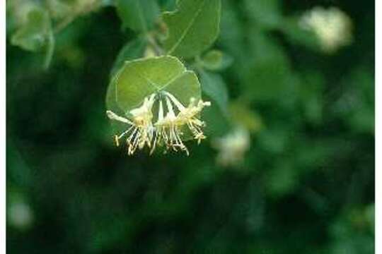 Image of western white honeysuckle