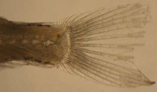 Image of Pugjaw Wormfish