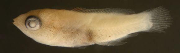 Image of Dogfish