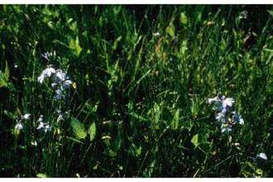 Imagem de Lobelia berlandieri A. DC.