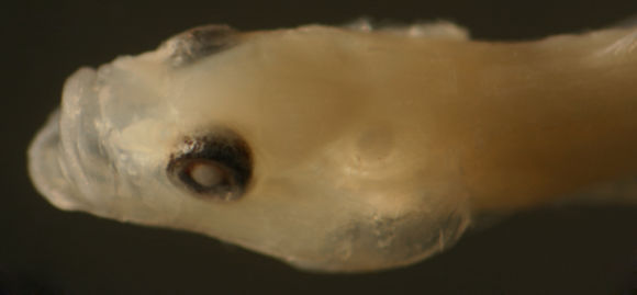 Image of Bearded goby