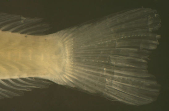 Image of Pugjaw Wormfish