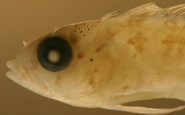 Image of Saddled Blenny