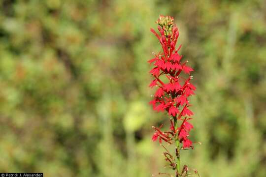 Image of Cardinal Flower