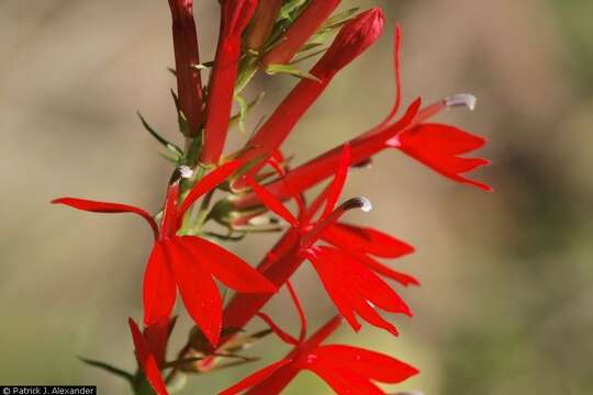 Image of Cardinal Flower