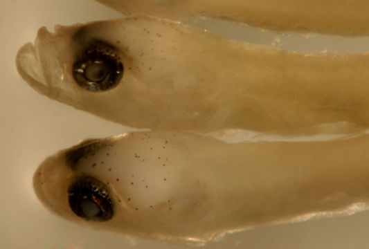 Image of <i>Elacatinus gemmatus</i>