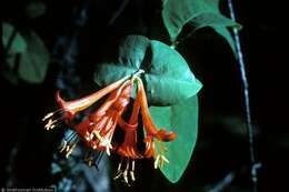 Image of Orange Honeysuckle