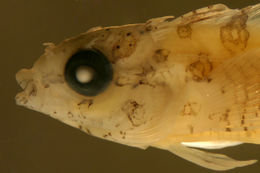 Image of Barfin Blenny