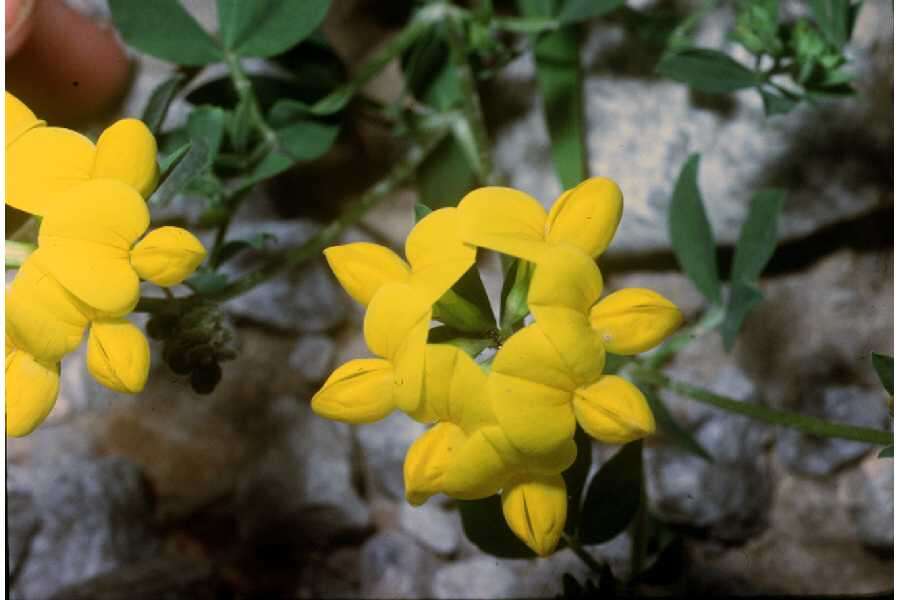 Слика од Lotus corniculatus L.