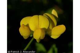 Слика од Lotus corniculatus L.