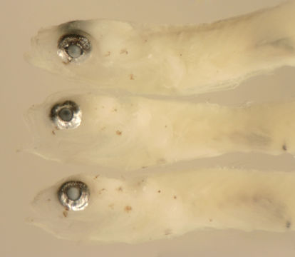 Image de Ctenogobius saepepallens (Gilbert & Randall 1968)