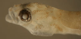 صورة Tigrigobius saucrus (Robins 1960)