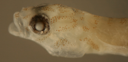 Image of Leopard goby