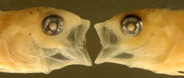 Image of labrisomid blennies