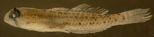 Image of Goldspot Goby