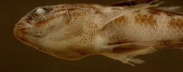 صورة Lophogobius