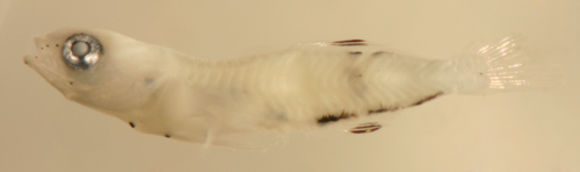 Image of Frillfin Goby